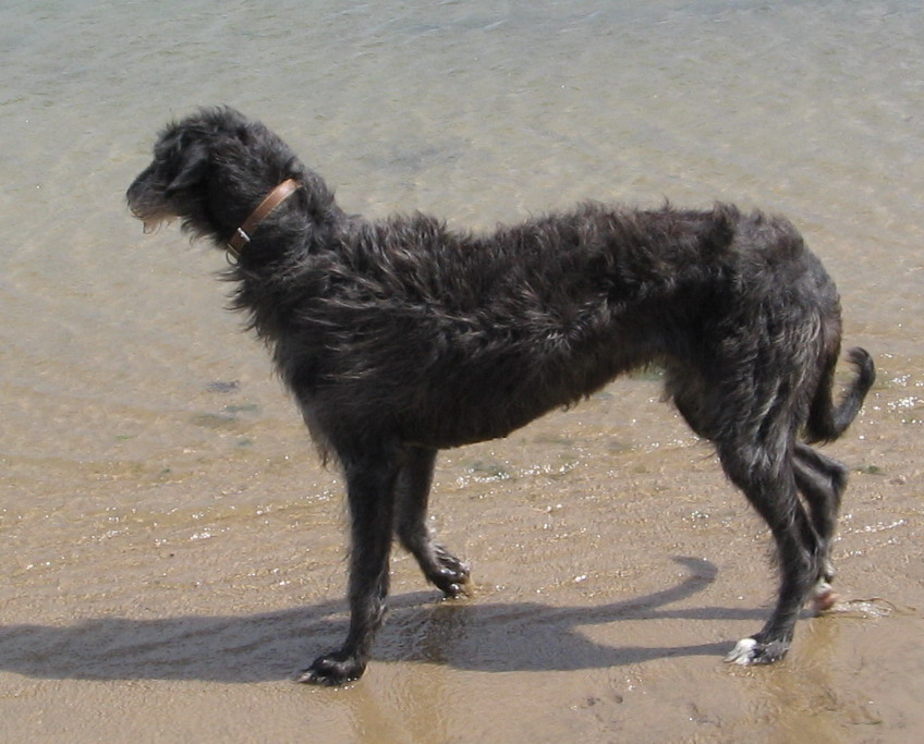 JESS
